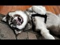 Looking for a good laugh? Watch funny dogs! - Funny dog compilation