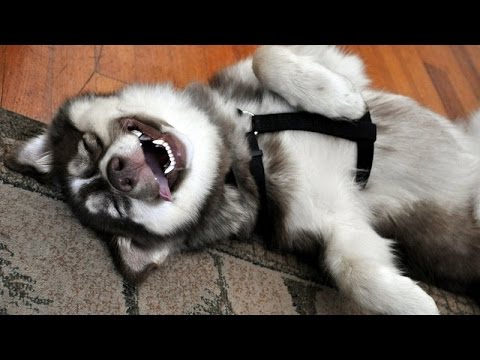 funny dog laughing