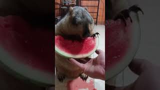 Marmot eating watermelon 🍉