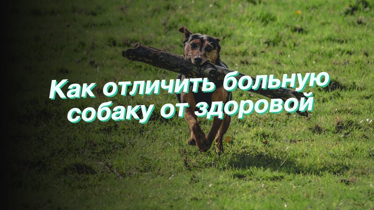 Изменения в активности и поведении