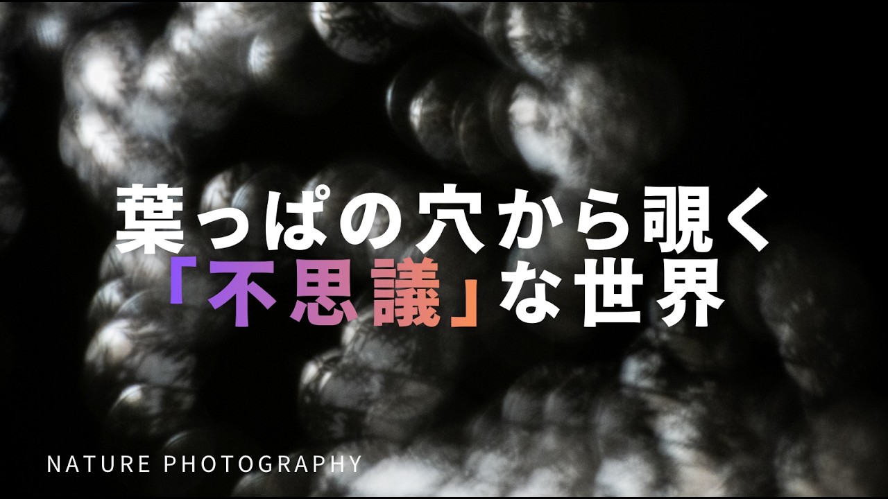 【自然写真】葉っぱの穴から覗く不思議な世界の撮影