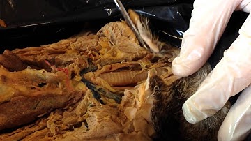 Cat Dissection - Major Organs of the Thoracic Cavity
