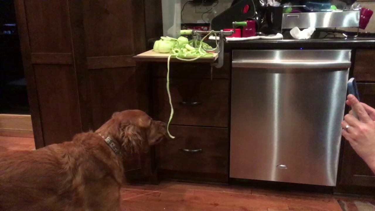 My dog eating apple skin
