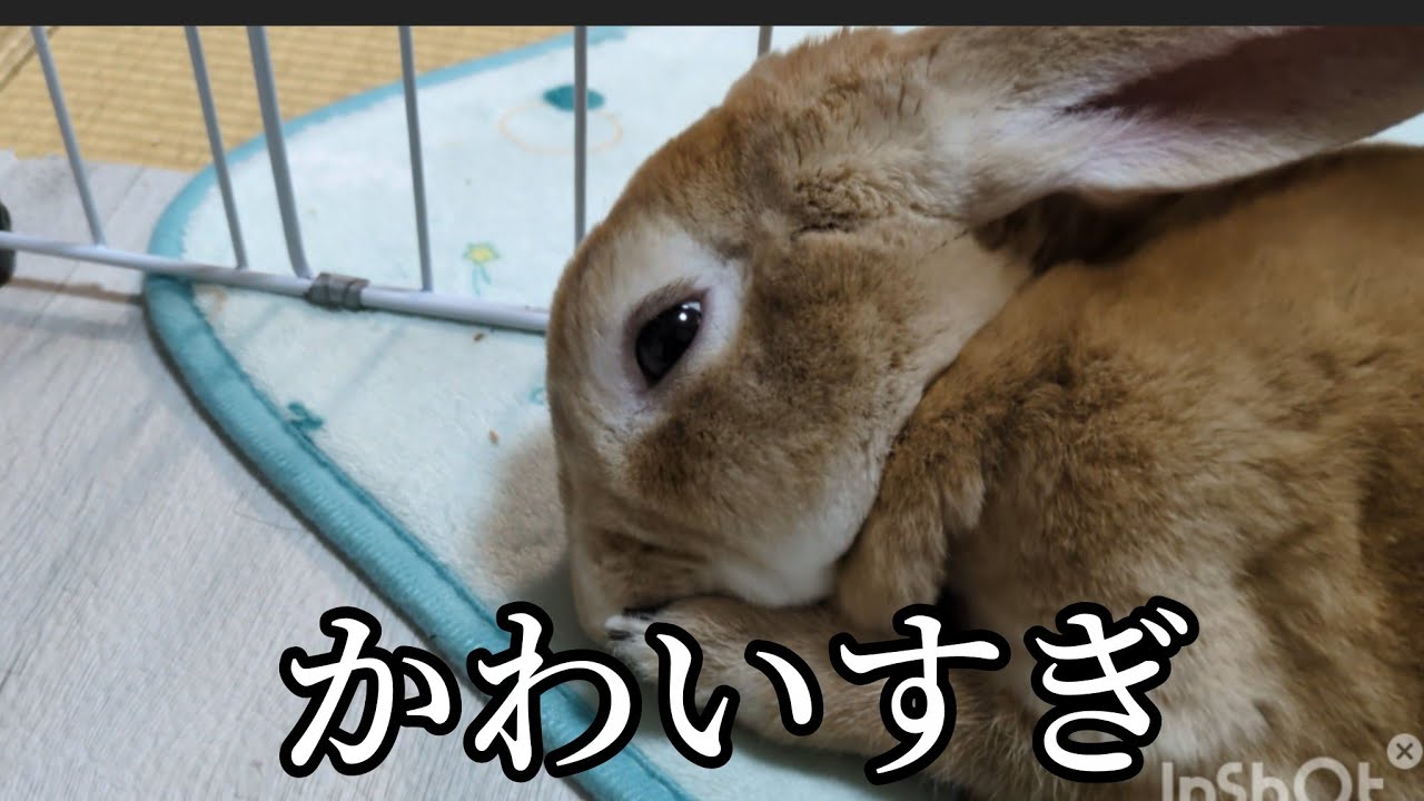 モッフーと飼い主😃　毎日のふれあいタイム🐰❤️