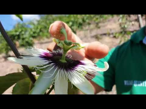 Video: Polinización manual de flores de maracuyá: cómo polinizar a mano la vid de la pasión