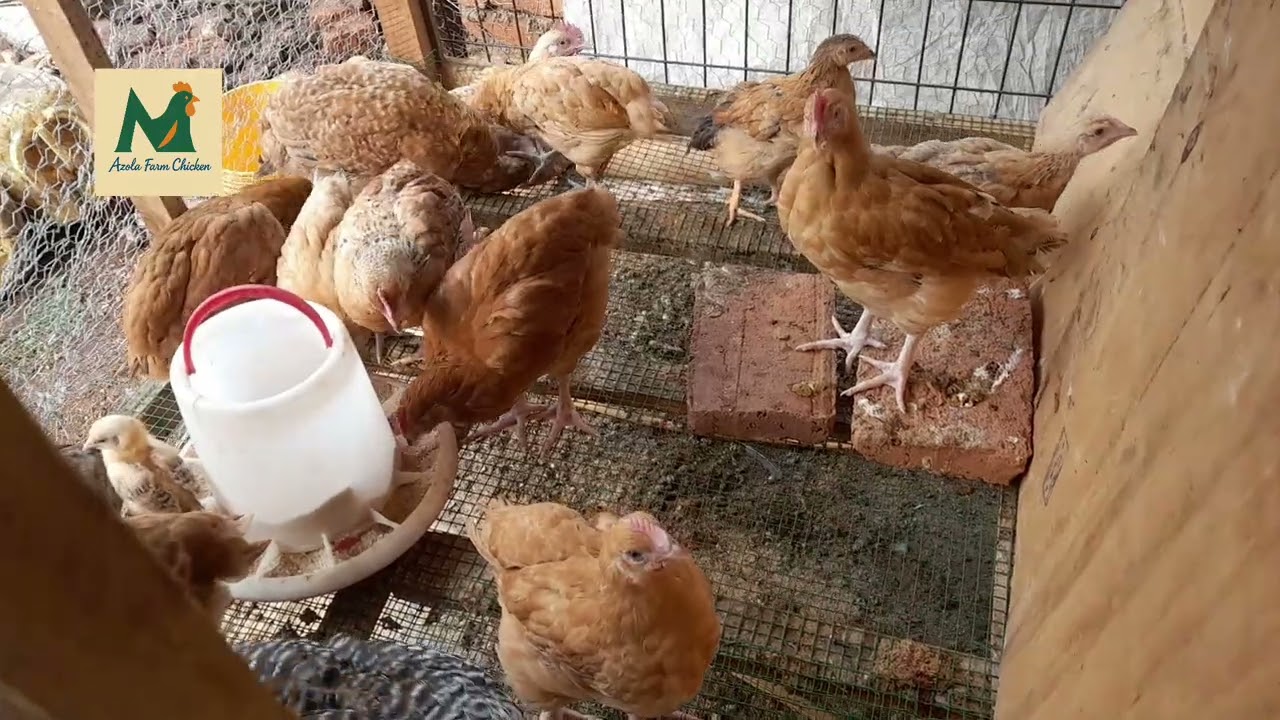 Menya Ingene Wovura, Inkoko zita Amase Atukura(Coccidios) Ukoresheje Imiti Kama,