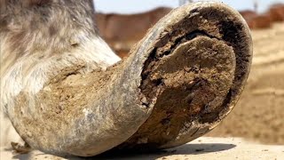 Look, donkeys are having their hooves trimmed one by one, with beautiful results丨ASMR