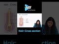 Hair Follicle Layers for FMGE | Inner Root Sheath, Hair Shaft, Cuticle–Cortex–Medulla Explained