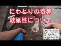 にわとりが巣籠りモードになりました、就巣性について【解説動画】