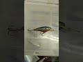 fishing bass