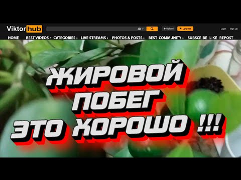 Жировой побег лимона Что это и как с ним бороться 