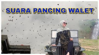 Suara pancing walet | SP AZ Kaur 1282