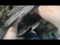 Swapping Edger Saws At The End Of Each Day Swapping Edger Saws At The End Of Each Day