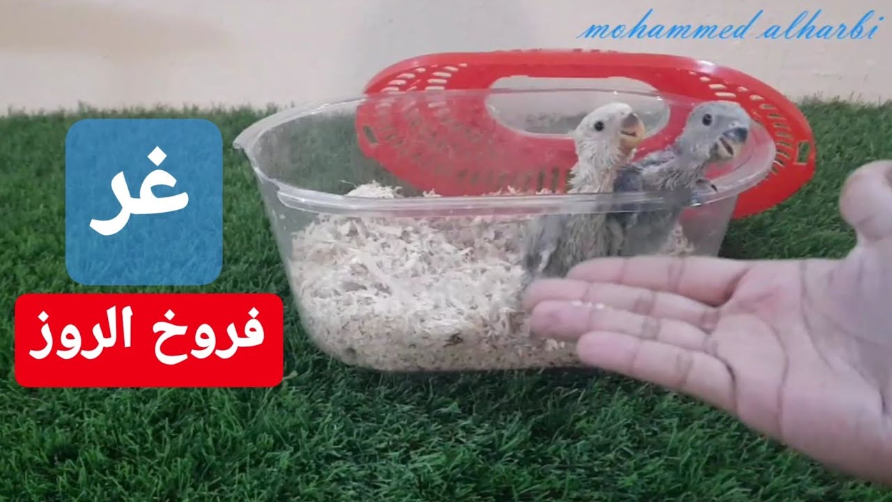 غر فروخ الروز