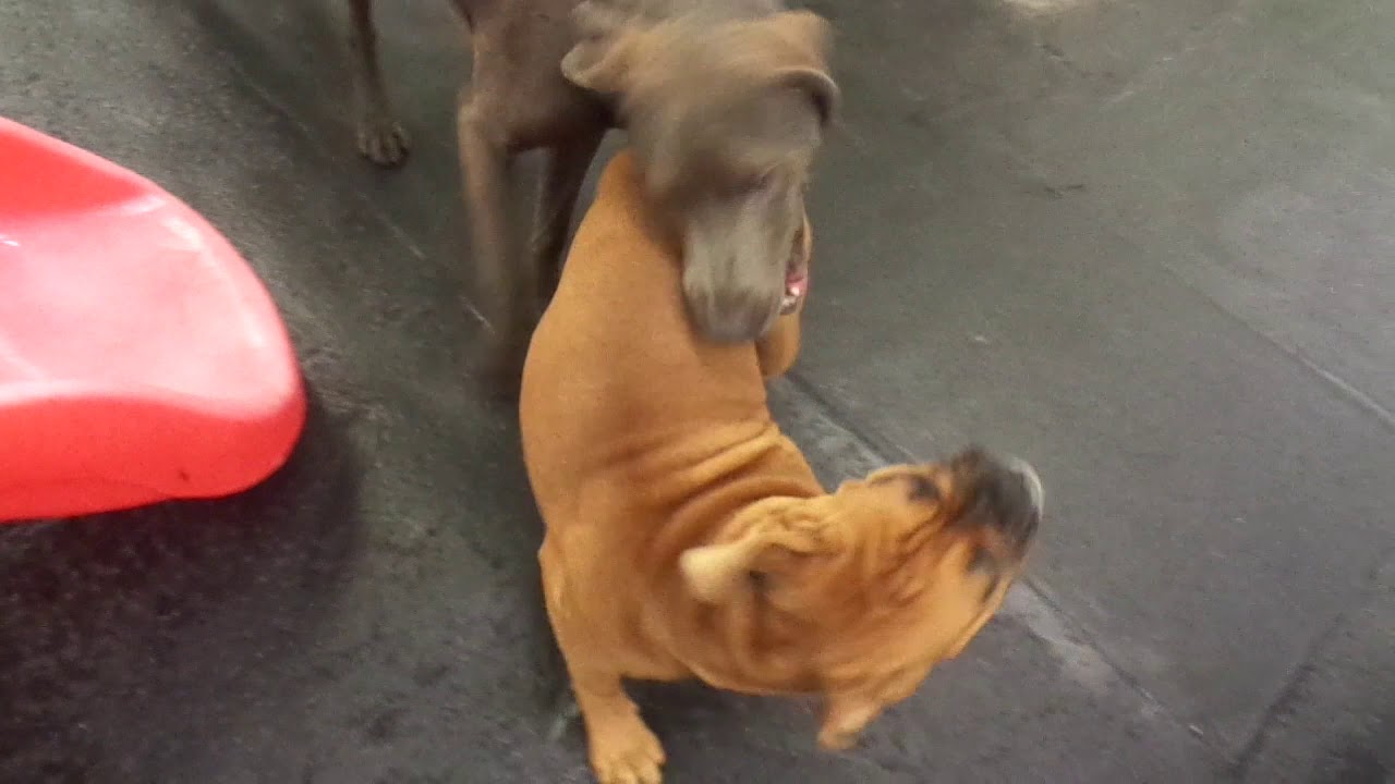 The Barking Lot 5/31/19 MAH01237 YouTube