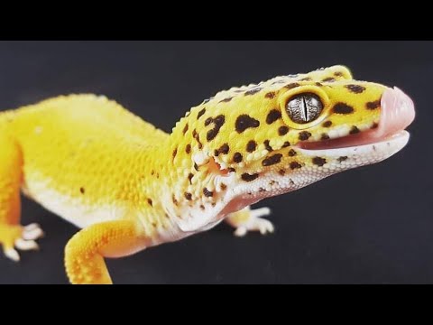 Leopard gecko injury healing progress (ft. Cheese) - YouTube