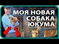 КУПИЛ ДОМ В ДЕРЕВНЕ / 🦊 НОВАЯ СОБАКА /  КАРЕЛО ФИНСКАЯ ЛАЙКА