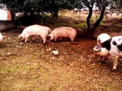 las jovencitas Dafne y Alicia integradas totalmente en EL Hogar.El Hogar de Luci farmers insurance