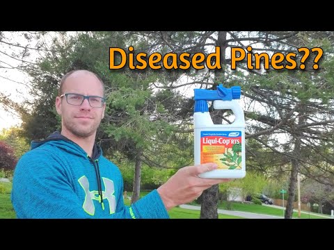 How to Save Your Diseased Pine Trees