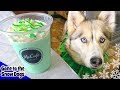 How to Make a Shamrock Shake for Dogs | DIY Dog Treats Recipe 96 | St Patrick's Day Dog Treats