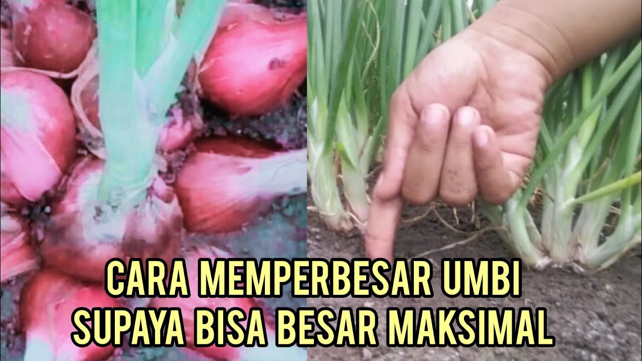 CARA MENSUPPORT UMBI BAWANG MERAH SUPAYA BISA BESAR MAKSIMAL