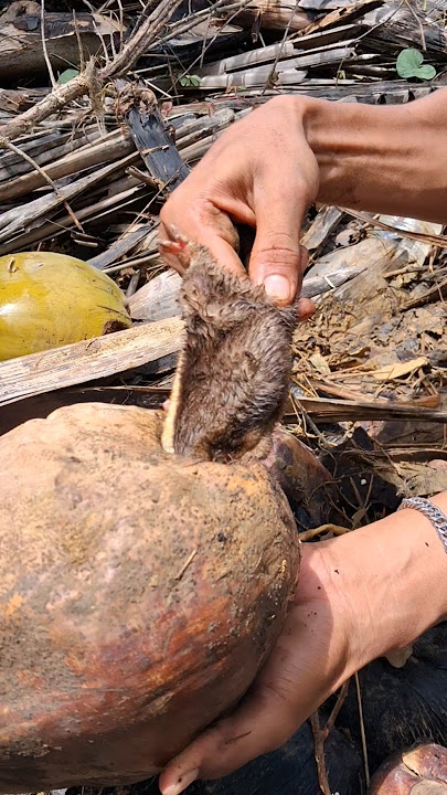 aduh buah kelapa ku di habisin semua  #shorts #fishing #nature #reels #birds #animals
