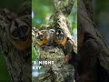 All 11 Types of Owl Monkeys Explained  Night Monkeys Species List