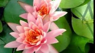 Vignette de la vidéo "water lily by The 126ers"