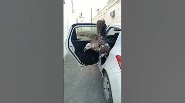 زوج نسور مدربات وهاديات 