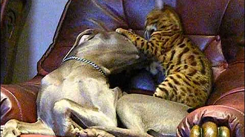Video 10739791: dog bengal cat
