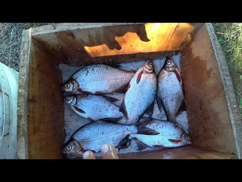 Сухой посол рыбы в домашних условиях видео