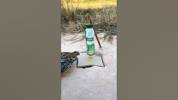 Method New Amazing Trap - Creative New Quail Trap #shorts
