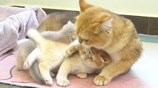 Mother cat gently meows at the kittens to stop playing and come eat
