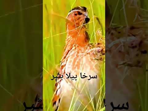 لال سرخا پیلا بٹیر