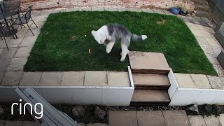 Watch The Joy That a New Toy Brings this Old English Sheepdog | RingTV