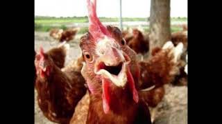 Shaun Keaveny - Satire chicken + failed intro + Shaun mispronounces 6th - 6 Music Afternoon Show