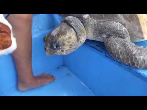 Спасение черепахи/turtle Rescue