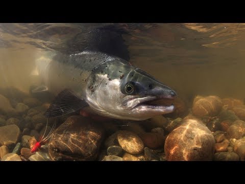 Король реки.Где стоит Сёмга в реке /About salmon on the Kola 2020.