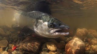 Король реки.Где стоит Сёмга в реке /About salmon on the Kola 2020.