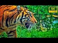 There Are Many Types Of Tiger 9K Video Ultra Hdr There Are Many Types Of Tiger 9K Video Ultra Hdr