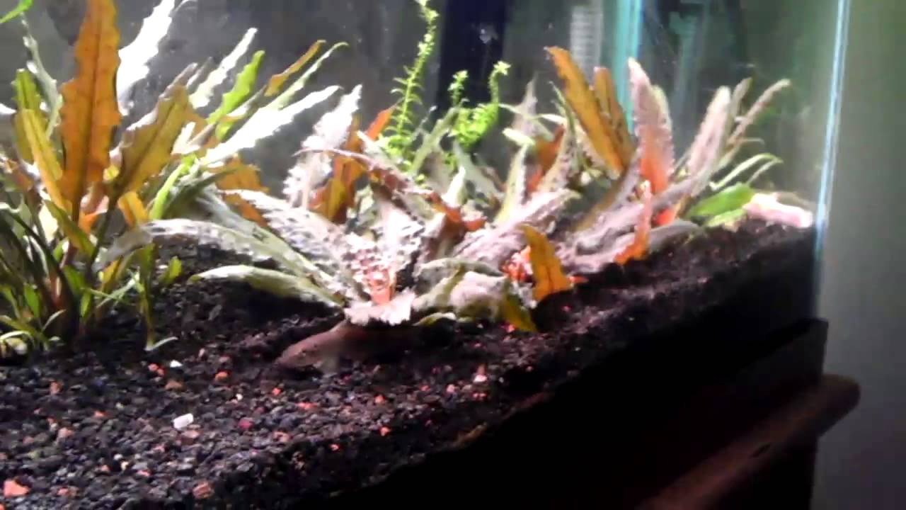 How to Propagate Cryptocoryne Wendtii - YouTube