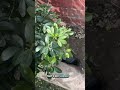 @clairelawson2015:  Just two hooligan buns who love their life but love digging more 🤣 especially n