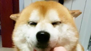 静かだけど喜んでいることはわかる柴犬