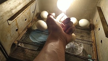 Mesin tetas menggunakan oven berhasil