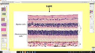 CCEA A2 Biology Unit 3 Practicals Revision