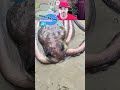 Огромный Осьминог🐙 лезет в узкую Дырочку⚫️! #shorts