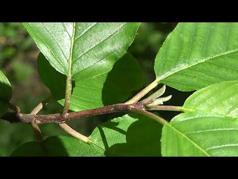 فيديو: معلومات Ceanothus Bush - تعرف على المزيد حول تزايد Ceanothus Soapbush