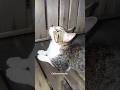 #cat #trending #viralvideo #catlovers #cute