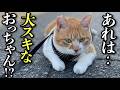 散歩中大好きなおっちゃんに会ったときの猫の反応がこちら