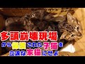 多頭崩壊現場から保護された子猫を立派な家猫に育て上げてみる　保護初日から三日目までの様子
